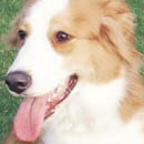 Dusty was adopted in 2003